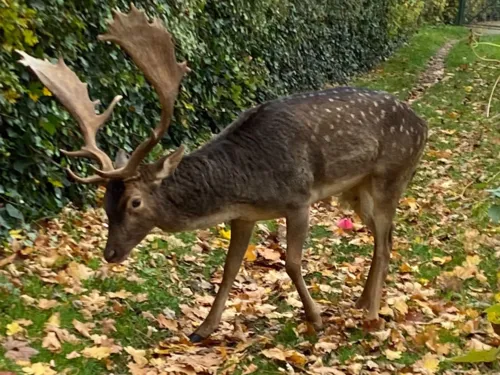 Ein Hirsch